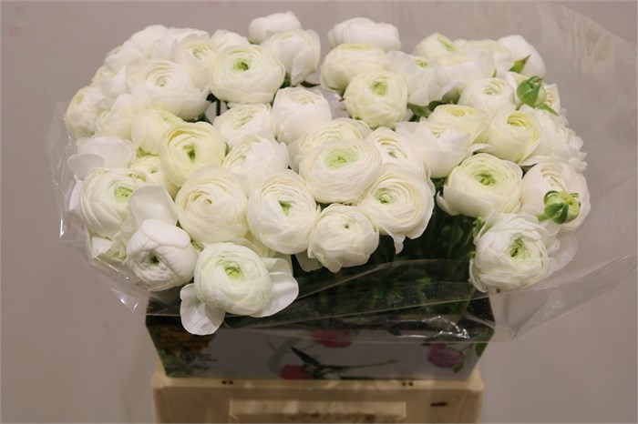 Ранункулус-Ranunculus-Cloni 1 White Succes-40cm 2cc9d37d-bfa5-11ec-0a80-0b4c0007a9ba