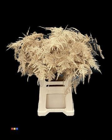 Аспарагус-Asparagus-Extra Veren Antique Gold-65cm 2d031237-c6b5-11f0-0a80-06e100043d72