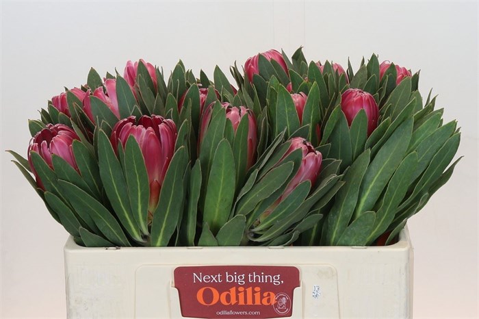 Протея-Protea-Brenda-50cm 2d060c63-c6b5-11f0-0a80-06e100043d75