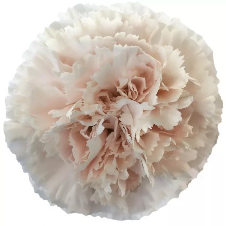 Гвоздика ст-Dianthus st-Brut-60cm 046149a4-bfa4-11ec-0a80-0b4c00068e0c