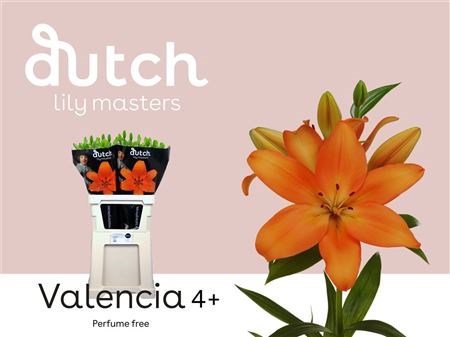 Лилия-Lilium-La  Valencia 4+-80cm-45gr 2d44a1f9-38d2-11ed-0a80-0857000c5f24
