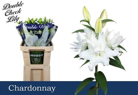 Лилия-Lilium-Du Chardonnay-85cm 2d4d6661-38d2-11ed-0a80-0857000c5f27