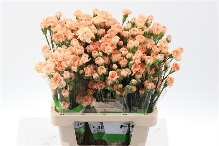 Гвоздика куст-Dianthus Tr- Dany Gold Select-65cm 04641ba9-5376-11ed-0a80-0b7900380a4d