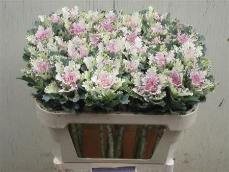 Брассика-Brassica-Empire Faina-70cm 2d748dec-86d4-11ee-0a80-0d52004cf946