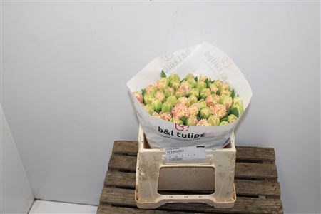 Тюльпан-Tulip-Fr Queensland-36cm-40gr 2d79f5dc-38d2-11ed-0a80-0857000c5f33