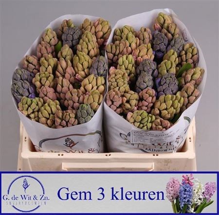 Гиацинт-Hyacinthus-Gem 3 Kleuren-30cm 2d961b71-bfa4-11ec-0a80-0b4c0006b361