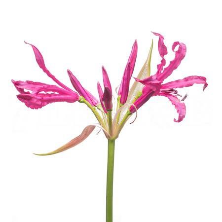 Нерине-Nerine-Bo Mister Nick-55cm 2da0b97f-86d4-11ee-0a80-0d52004cf952