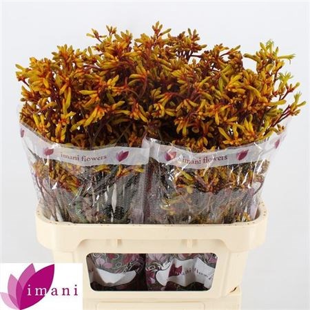 Анигозантус-Anigozanthos-Gold Fever-70cm 2dd50601-86d4-11ee-0a80-0d52004cf958