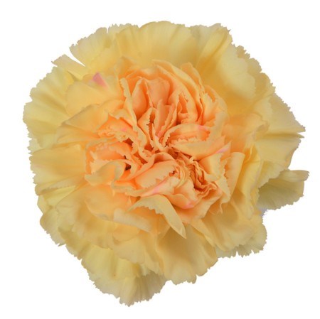 Гвоздика SE-Dianthus SE-Goldy-FC 2e053218-41eb-11f0-0a80-1699000a554c