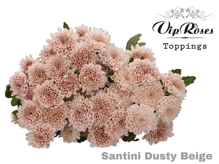 Хризантема сант-Chrysant sant-Dusty Beige-55cm-110gr 2e1ed211-bfa6-11ec-0a80-0b4c000890ff