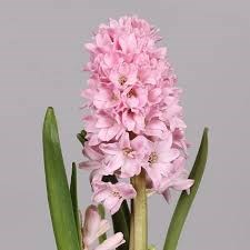 Гиацинт-Hyacinthus-Fondant--30cm-35gr 2e308f1d-bfa4-11ec-0a80-0b4c0006b434