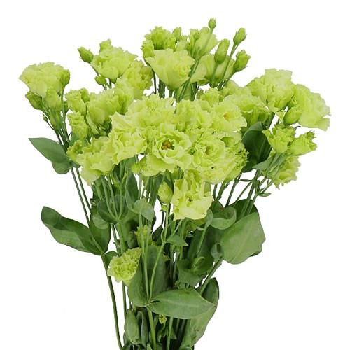 Лизиантус G-Lisianthus G-Rosan Emerald-/70cm 2e3cef5a-ab39-11f0-0a80-19480008e16c