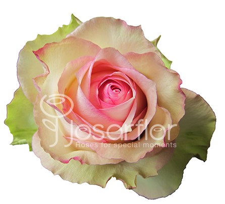Роза-Rosa-Esperance-60cm-QA 2e3e28e0-316a-11ee-0a80-04a30015ad1e
