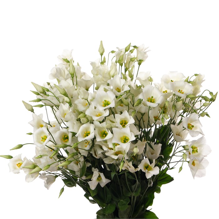 Лизиантус E-Lisianthus E-Botan White-/75cm 2e806d76-0a35-11ef-0a80-017d00254457