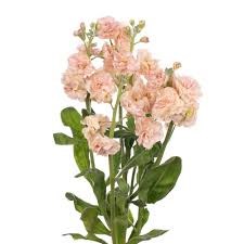 Маттиола куст-Matthiola sp-Peach-60cm-AO 2e9086a0-6cb2-11f0-0a80-072b00002a1d