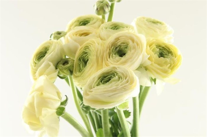 Ранункулус-Ranunculus-Cloni Extra Creme-45cm 2ee3d370-bfa5-11ec-0a80-0b4c0007ac06