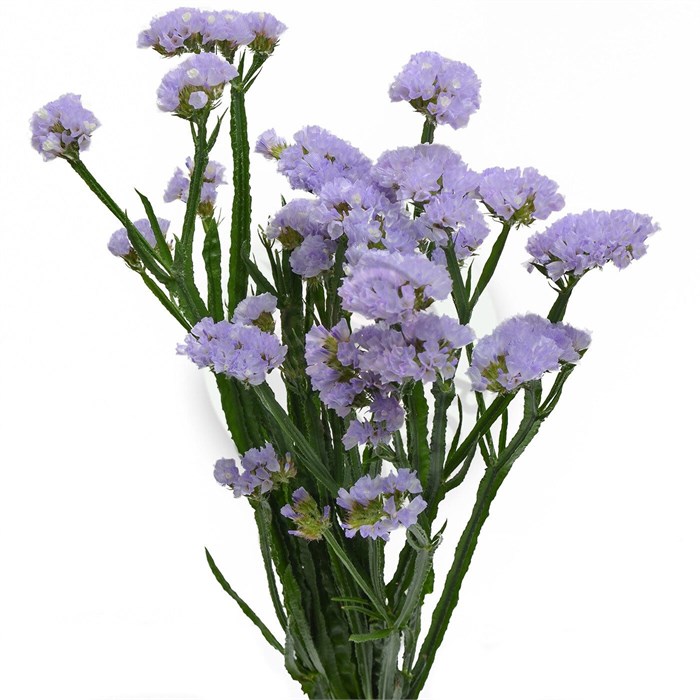 Лимониум-Limonium-S Tessa Lavender-80cm-70gr 2ee49c1b-86d4-11ee-0a80-0d52004cf979
