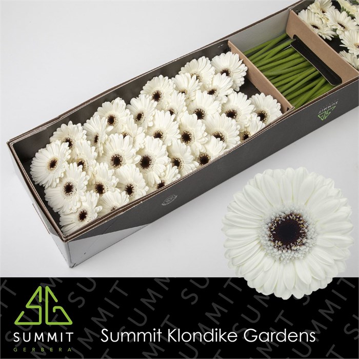 Гербера-Gerbera-Mi Lido-50cm 2ef8c772-86d4-11ee-0a80-0d52004cf982