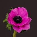 Анемон-Anemone-Sup Shocking Pink-40cm-DA 2f38a283-b5e6-11ed-0a80-0db3004aa8f7
