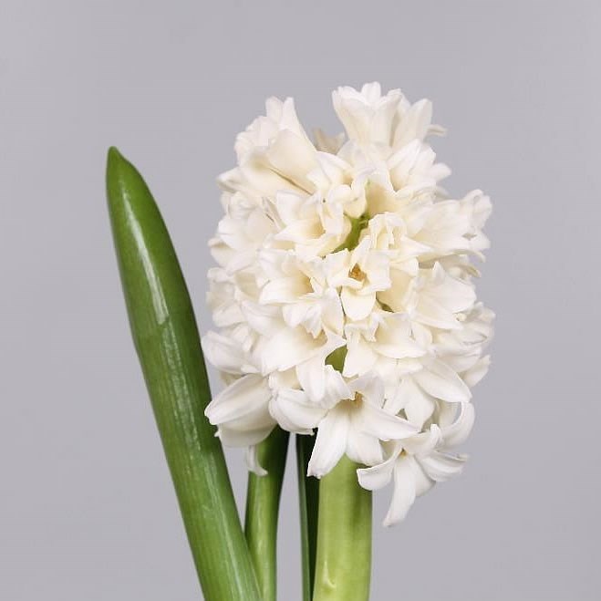 Гиацинт-Hyacinthus-Top White--30cm 2f3b7337-bfa4-11ec-0a80-0b4c0006b552