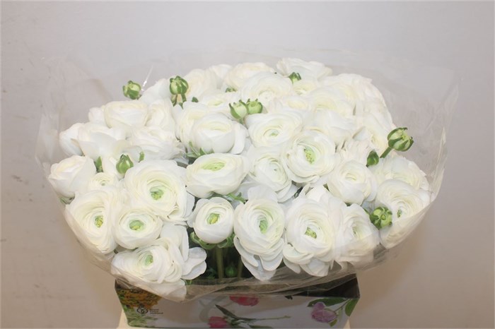Ранункулус-Ranunculus-Cloni Ex White Succes-40cm 2f605737-bfa5-11ec-0a80-0b4c0007ac8b