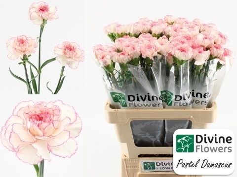 Гвоздика ст-Dianthus st-Pastel Damascu-65cm 2f63de43-86d4-11ee-0a80-0d52004cf9a0