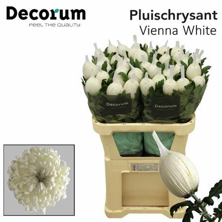 Хризантема одн-Chrysant Gr-Vienna White-80cm-120gr 2f8a9880-86d4-11ee-0a80-0d52004cf9a9