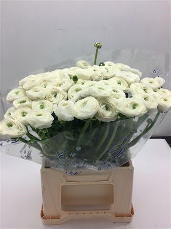 Ранункулус-Ranunculus-Cloni Extra Firenze-46cm 2f92d702-bfa5-11ec-0a80-0b4c0007acbd