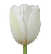 Тюльпан-Tulip-En Royal Virgin-37cm-30gr 2fa145ce-86d4-11ee-0a80-0d52004cf9af