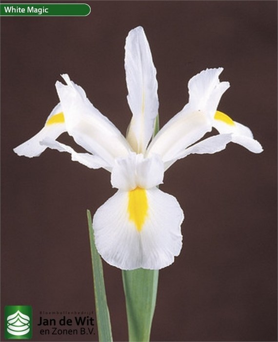 Ирис-Iris-White Magic-60cm-32gr 2fa9b0df-86d4-11ee-0a80-0d52004cf9b2