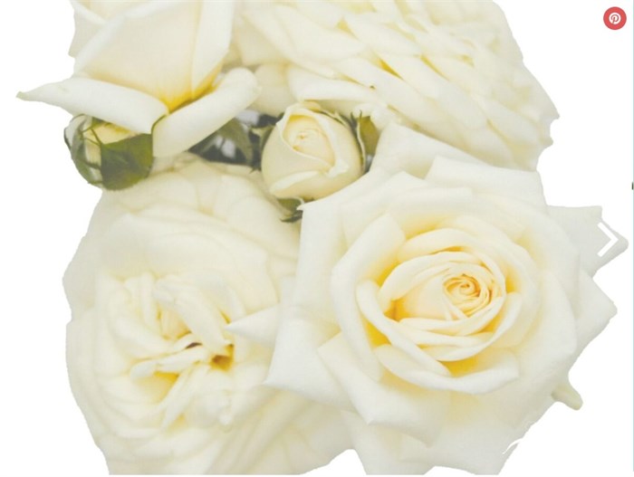Роза куст-Rosa sp-Snow Ballet-53cm-Ti 2fd29eb1-8c82-11f0-0a80-15c90031317b