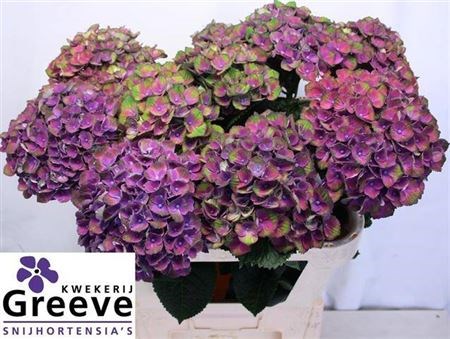 Гортензия-Hydrangea-M Mag Coral Bl-60cm 2fdcf7bf-2462-11f0-0a80-0bd50001cde2