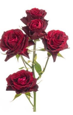 Роза куст-Rosa sp-Rouge Follies-53cm-Ti 2fe0c78f-8c82-11f0-0a80-15c900313184