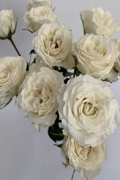 Роза куст-Rosa sp-4 Good white-53cm-Ti 2fee1874-8c82-11f0-0a80-15c90031318d