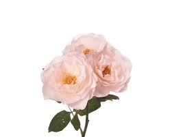 Роза куст-Rosa sp-English Miss-53cm-Ti 2ff109b8-8c82-11f0-0a80-15c900313190