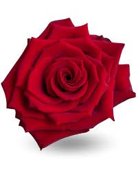 Роза-Rosa-Explorer-50cm-RO 2ff8f27e-2748-11f0-0a80-02cc003cadd9