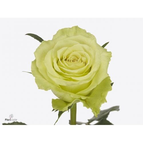 Роза-Rosa-Camouflage-50cm-RO 2ffedc9c-2748-11f0-0a80-02cc003caddf