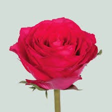 Роза-Rosa-Madam Cerise-50cm-RO 300b3839-2748-11f0-0a80-02cc003cadf2
