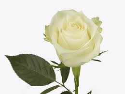 Роза куст-Rosa sp-Albatross-60cm-RO 30216edc-2748-11f0-0a80-02cc003cae0e