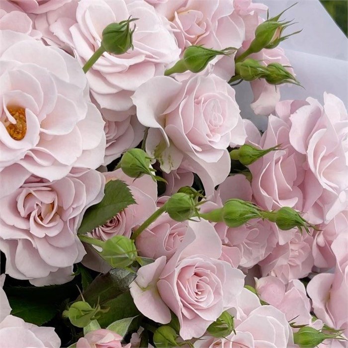 Роза куст-Rosa sp-Innocential in Pink-50cm-CN 3039618b-33f3-11ef-0a80-038a0001d004