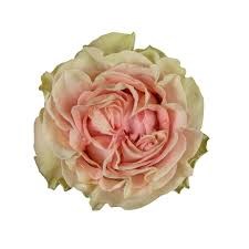 Роза-Rosa-Happink-50cm-JR 3063c9e1-7525-11f0-0a80-0ed20034eedf