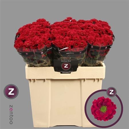 Хризантема сант-Chrysant sant-Melissa Red-55cm-950gr 3093d9a6-bfa6-11ec-0a80-0b4c0008963b