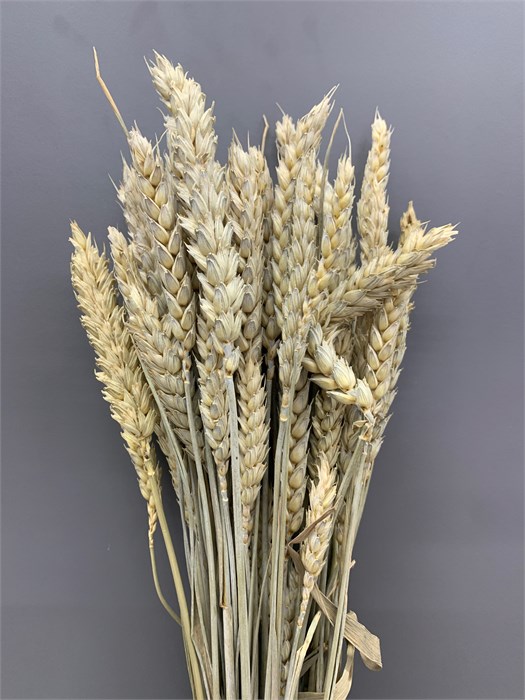 Сухоцвет-Tarwe 100Gr-Naturale-bunch 30cd5999-9388-11ed-0a80-0e9800242389