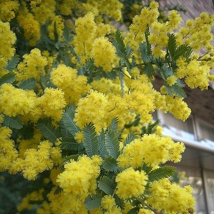 Мимоза-Acacia-Baileya Bl Bs-55cm-150gr 30d6a542-8f32-11ed-0a80-070800fa47e9