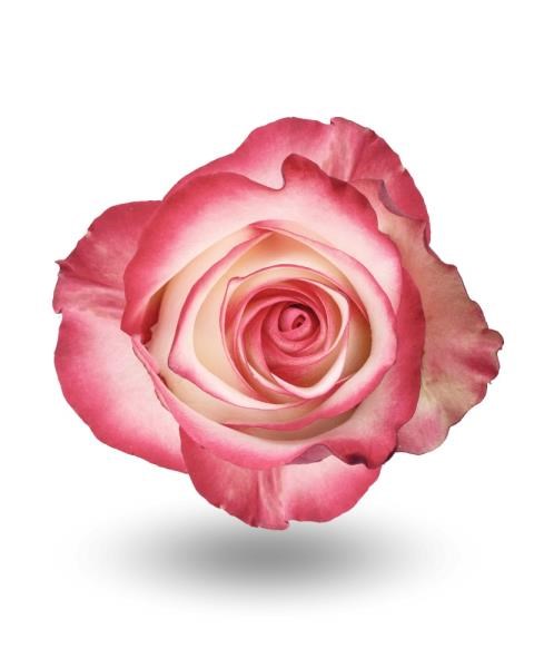 Роза-Rosa-Paloma-50cm--IS 30e72f33-f522-11f0-0a80-0456002fd72d
