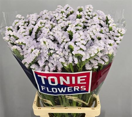 Лимониум-Limonium-S Silky Wings-80cm-60gr 04be0064-29db-11f0-0a80-0c9800af2f2f