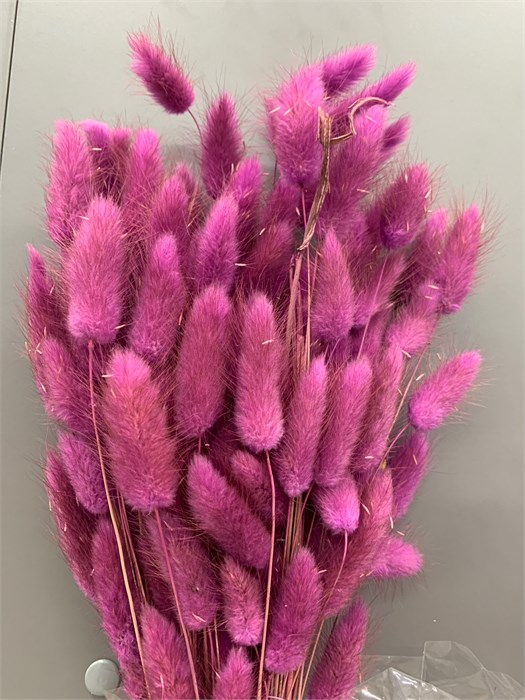Сухоцвет-Lagurus 100Gr-Erica-bunch 311809e3-9388-11ed-0a80-0e98002423aa