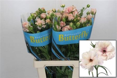 Ранункулус-Ranunculus-Butterfl Ariadne-60cm-55gr 04c3ee33-29db-11f0-0a80-0c9800af2f32