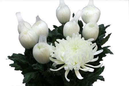 Хризантема одн-Chrysant Gr-Antonov-70cm-115gr 04c89df0-bfa6-11ec-0a80-0b4c000869b1