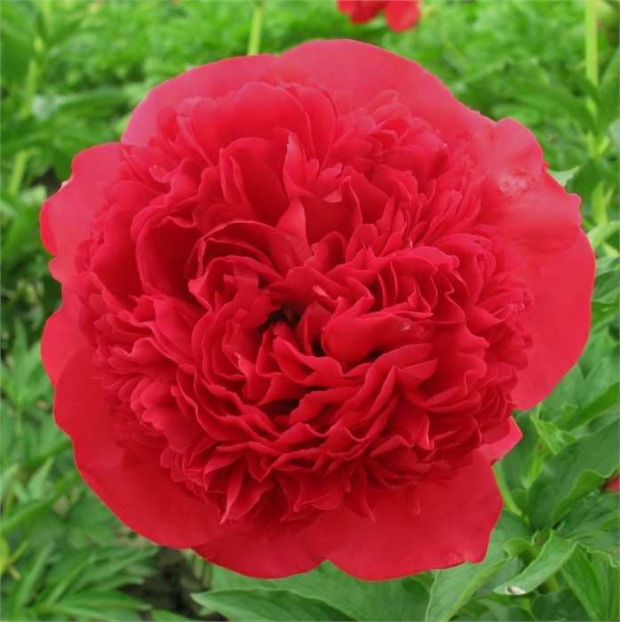 Пион-Paeonia-Command Performance--60cm 315f764d-42a8-11f0-0a80-0da50005fa3a